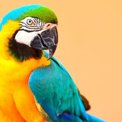 Parrot Food