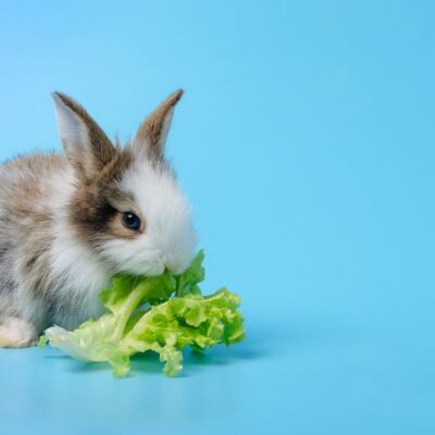 Rabbit Food