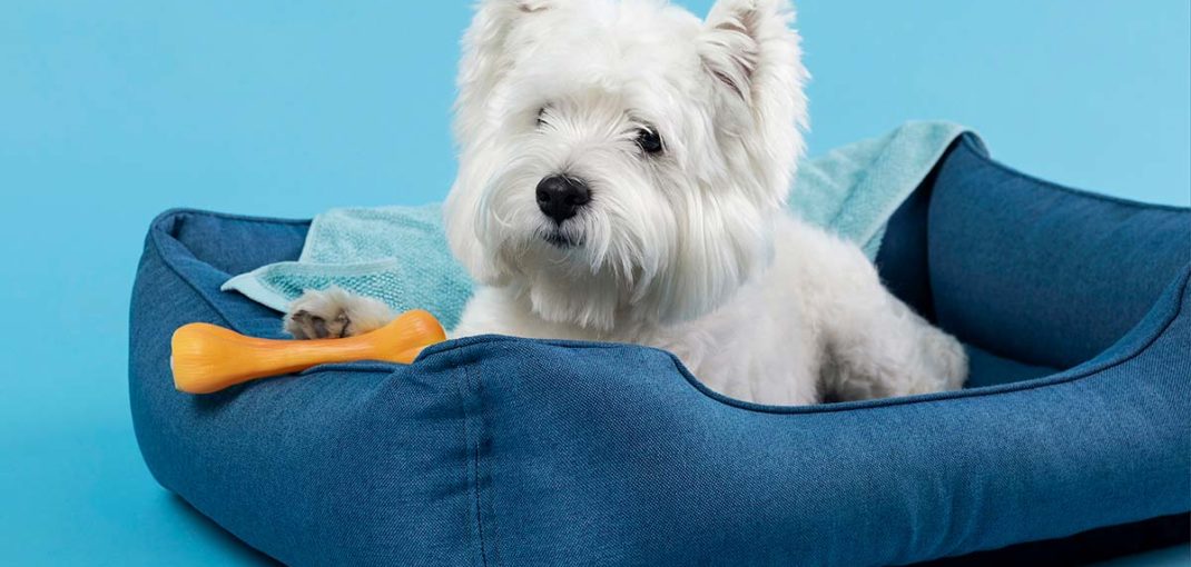 Top 10 Essential Products for New Pet Owners