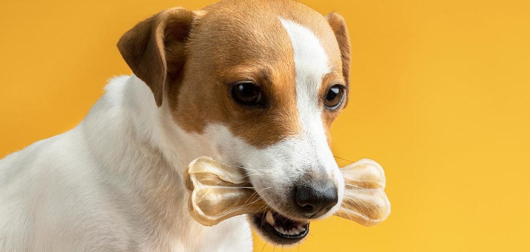 DIY Pet Toys: Fun and Affordable Ideas to Keep Your Pet Entertained